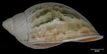 Media type: image;   Malacology 72770 Aspect: lateral